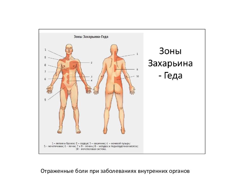 Захарьина геда зоны схема и описание атлас