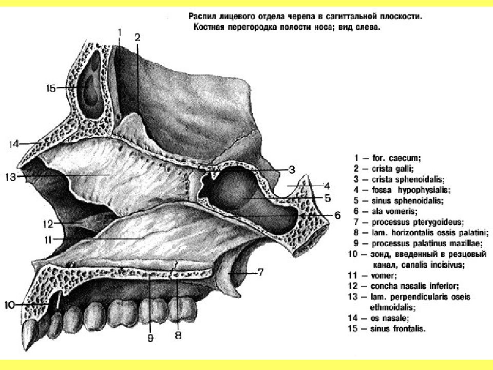 Строение носа человека анатомия рисунок с подписями