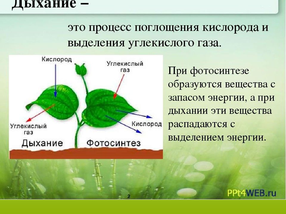 Схема дыхания фотосинтеза