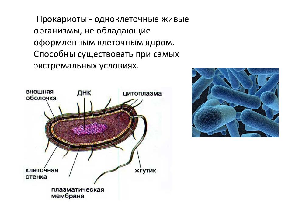 Прокариотические организмы и их роль в биоценозах презентация