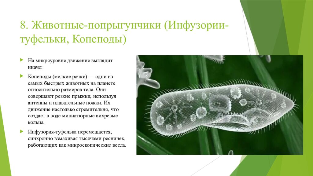 8. Животные-попрыгунчики (Инфузории-туфельки, Копеподы )