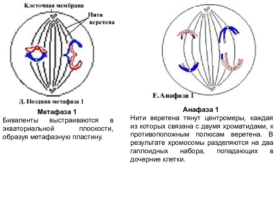 Анафаза 1 деления мейоза