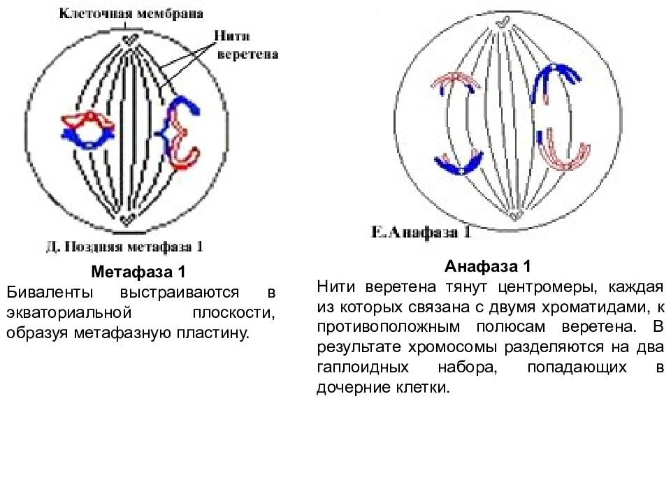 Метафаза 1 рисунок. Анафаза мейоза 1. Метафаза мейоза 1. Метафаза анафаза 1. Метафаза и анафаза мейоза 1.