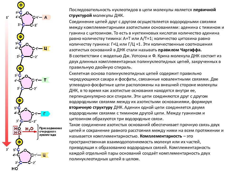 Принципы строения молекулы дезоксирибонуклеиновой кислоты комплементарность нуклеотидов презентация