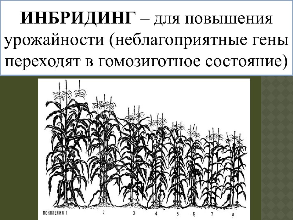 Презентация селекция растений пименов