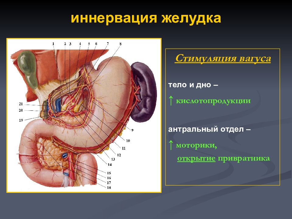 Нервный желудок. Двенадцатиперстная кишка иннервация. Иннервация двенадцатиперстной кишки. Кровоснабжение и иннервация желудка и ДПК. Иннервация 12 перстной кишки анатомия.