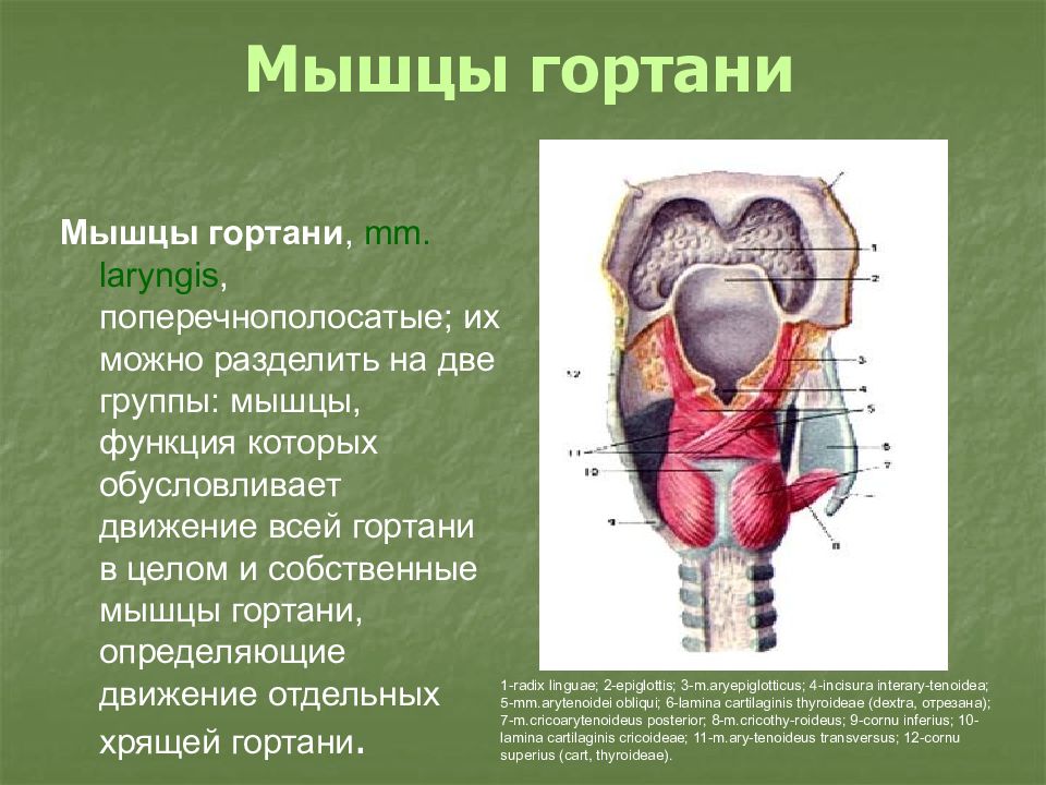 Мышцы гортани