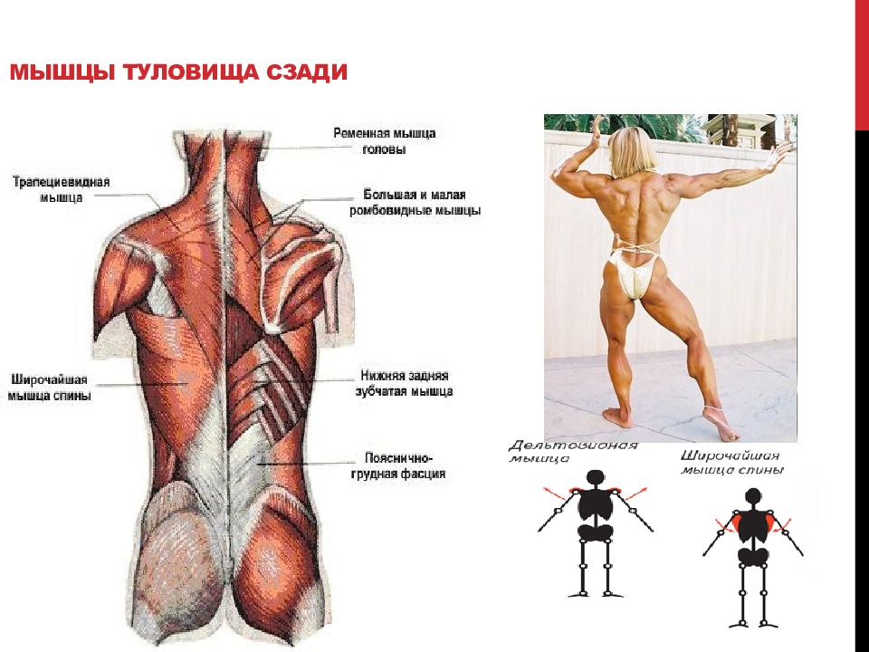 Верхние мышцы туловища. Мышцы туловища. Мышцы торса. Мышцы туловища сзади. Строение мышц туловища.