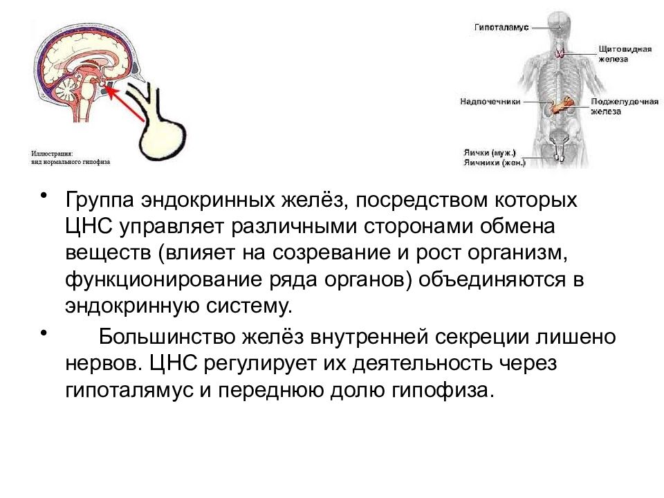 Железы регулирующие работу других желез