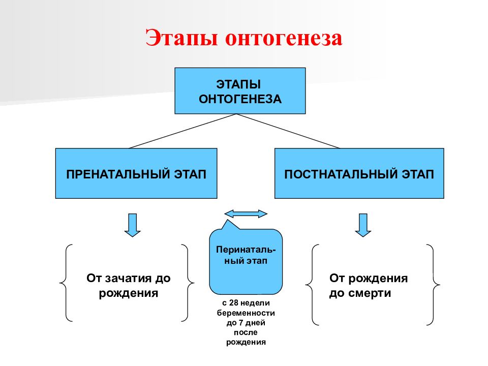 Понятия период онтогенеза. Схема индивидуального развития онтогенез. Начальные этапы онтогенеза таблица. 2 Этап онтогенеза. Онтогенез кратко схема.