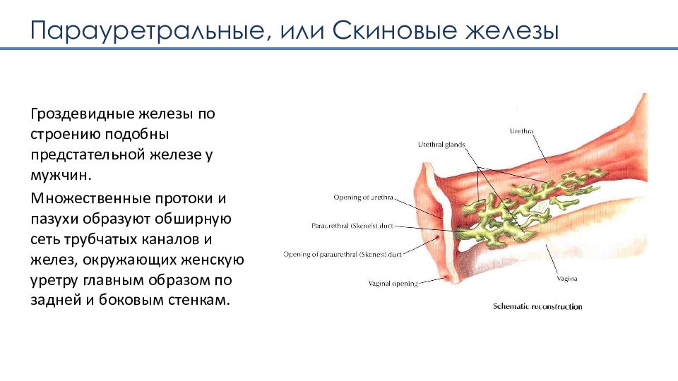 Точка k у женщин расположение Парауретральные железы у женщин где находится схема