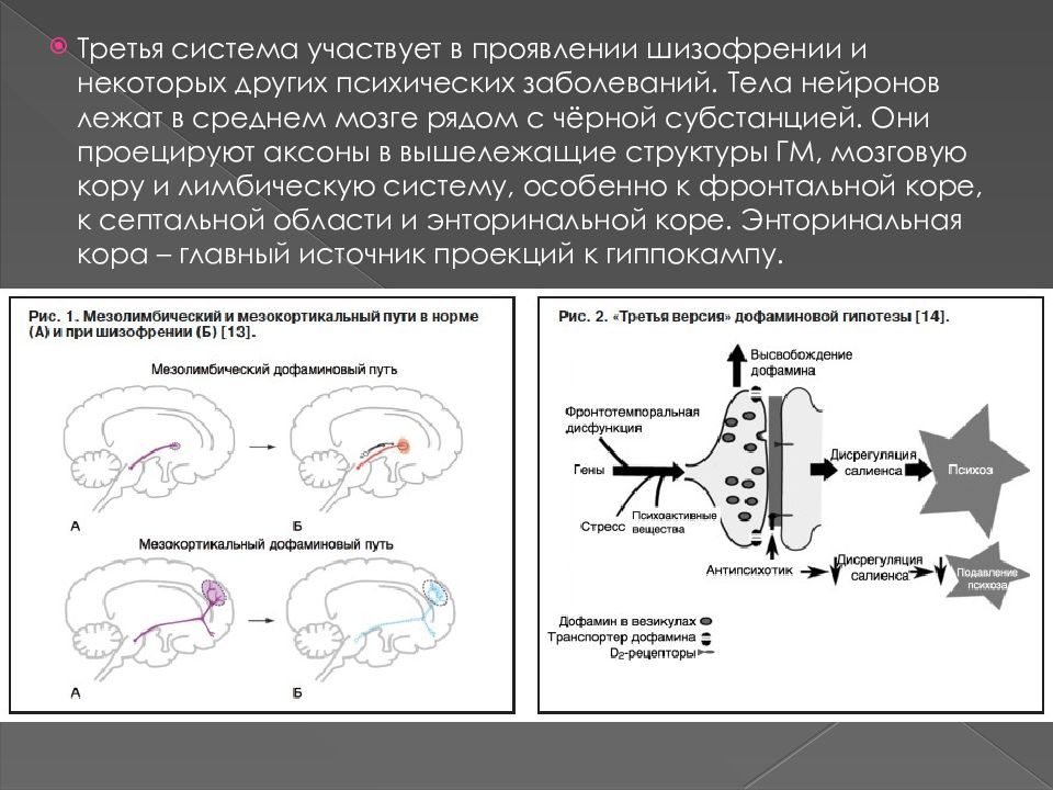 Стимуляторы дофаминовых рецепторов. Медиаторы нервной системы. Медиатор нейронов черной субстанции. Медиаторы нервной системы презентация. Мезокортикальный путь при шизофрении.