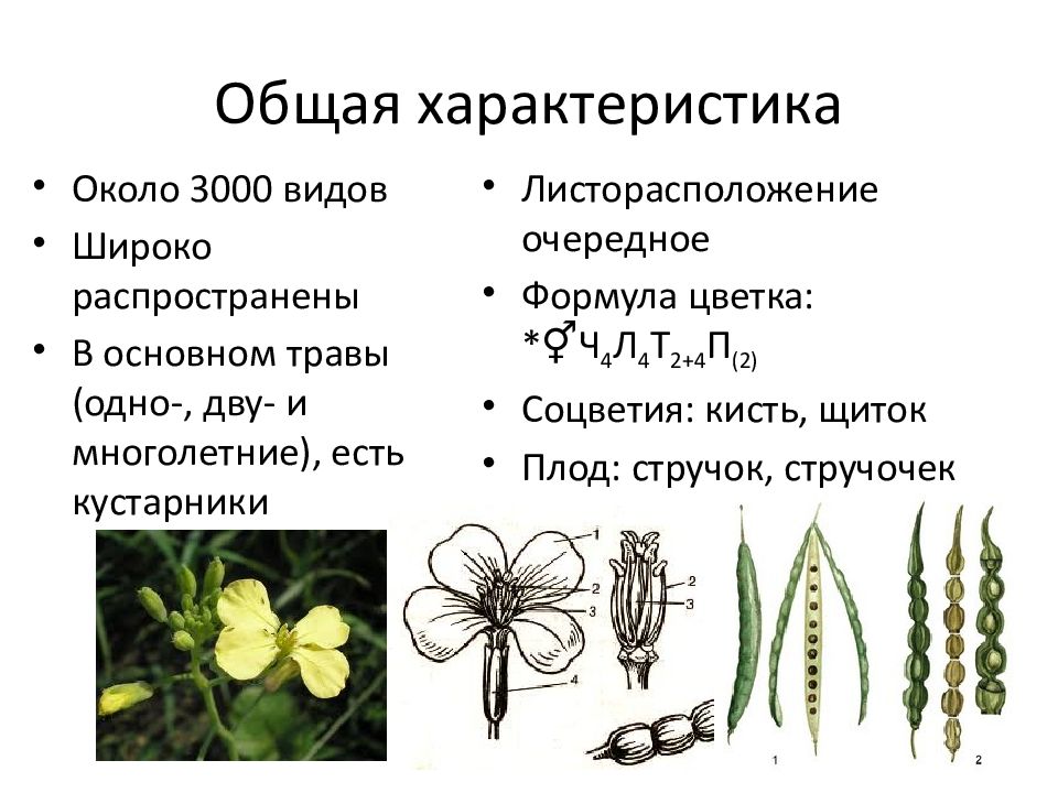 Класс однодольные растения 6 класс презентация