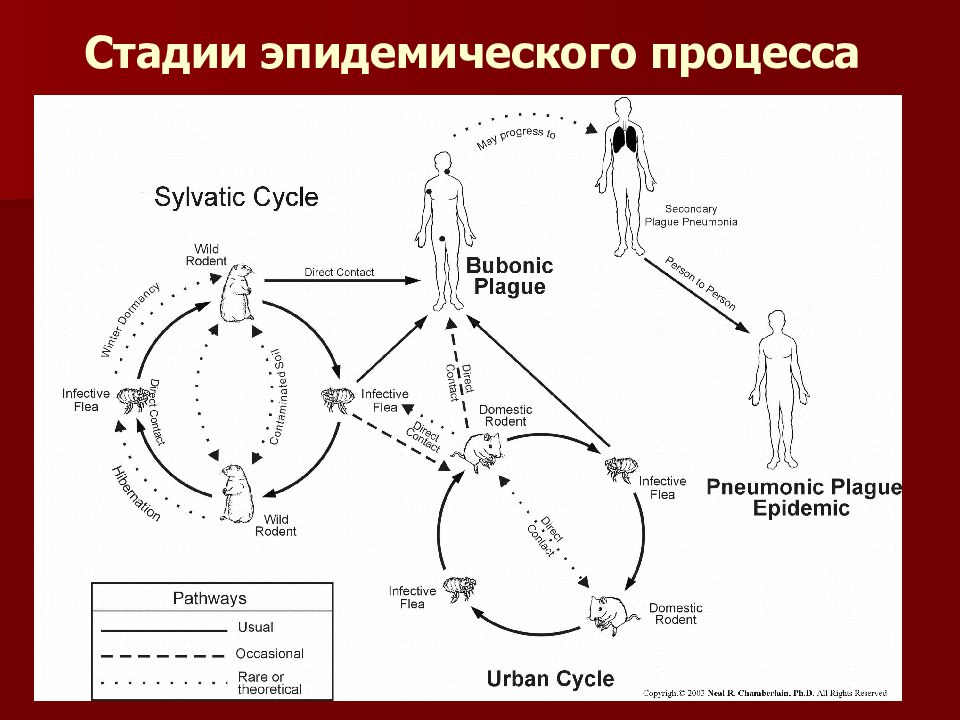 Схема патогенеза чумы