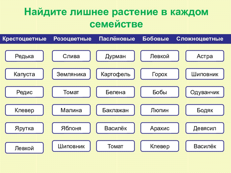 Семейства класса двудольных презентация 6 класс