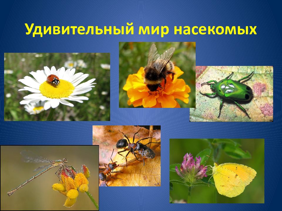Удивительный мир насекомых