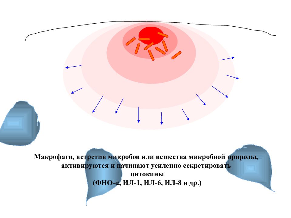 Хемотаксис. Хемотаксис макрофагов. Хемотаксис микробов. Хемотаксис эндогенный. Интерлейкин 1 и хемотаксис.