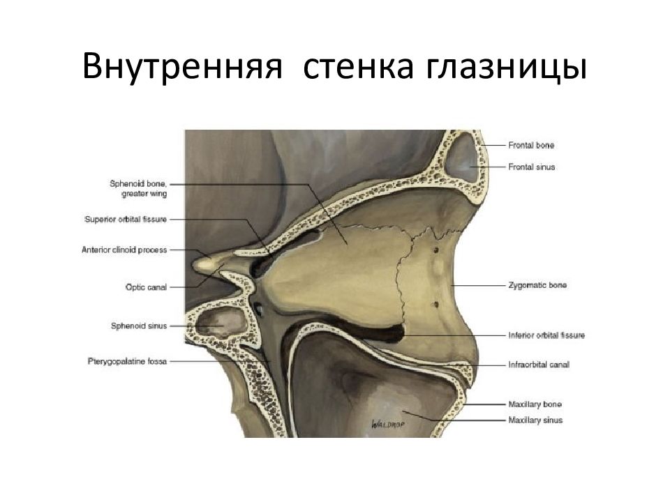 Строение глазницы кости. Кости медиальной стенки глазницы. Внутренняя стенка орбиты анатомия. Медиальная стенка глазницы анатомия. Внутренняя стенка глазницы.