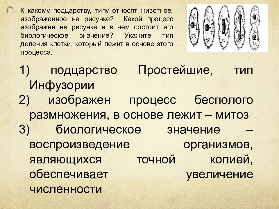 Укажите к какому типу относится. К какому подцарству типу относят животное изображенное на рисунке. К какому типу относят животное, изображённое на рисунке?. Какому подцарству, типу относят. К какому типу относят.