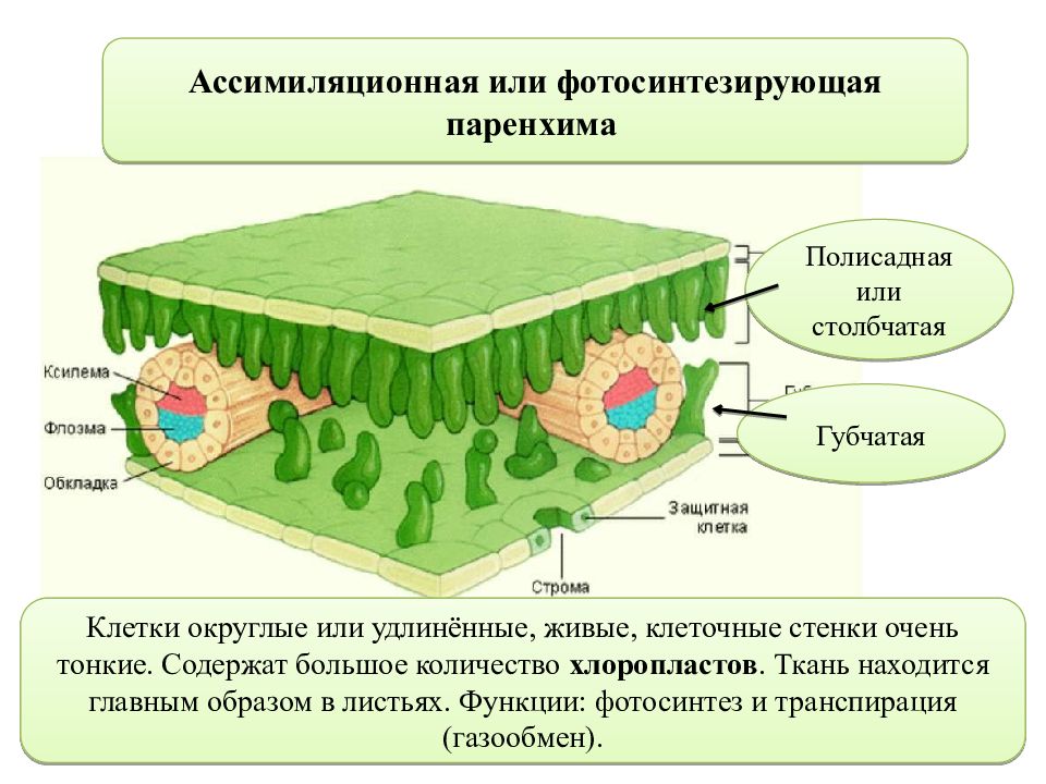 Живой тканью является. Ассимиляционная ткань паренхима. Губчатая столбчатая ткань ткани растений. Клетки фотосинтезирующей ткани растений. Ассимиляционная ткань растений.