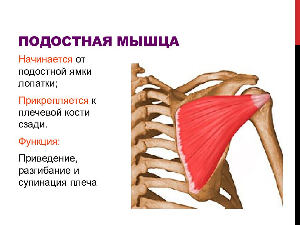 Подлопаточная анатомия