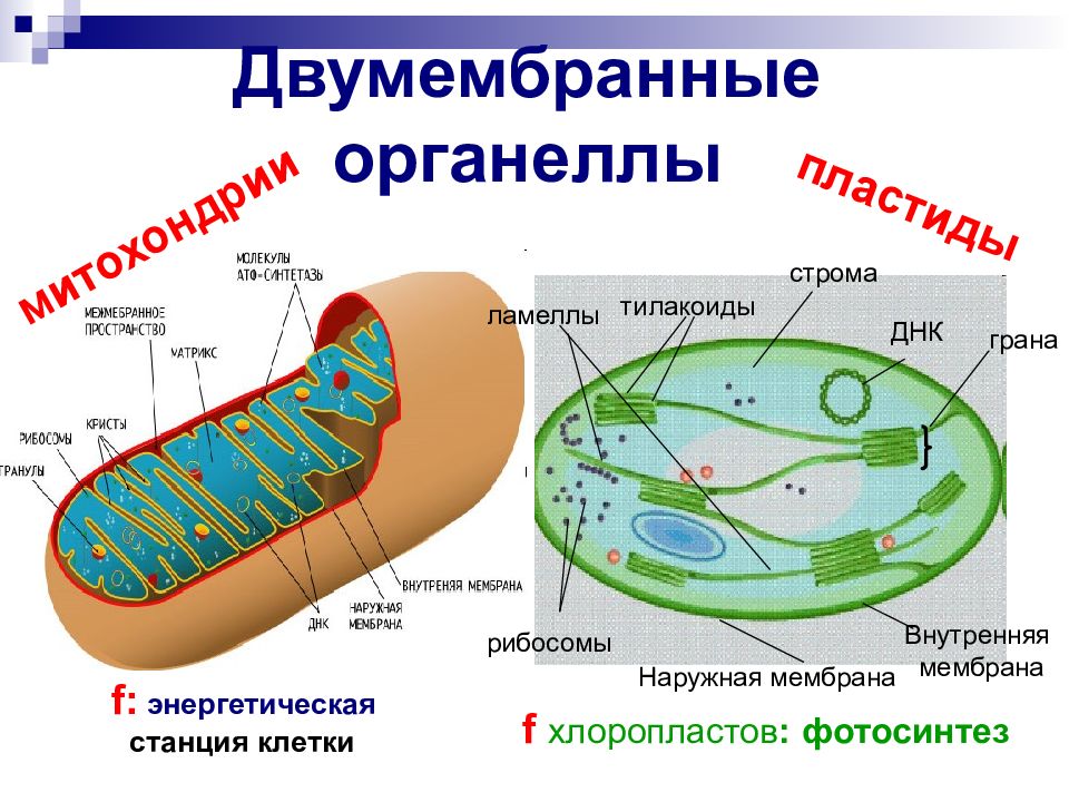 Строение и функции клетки презентация