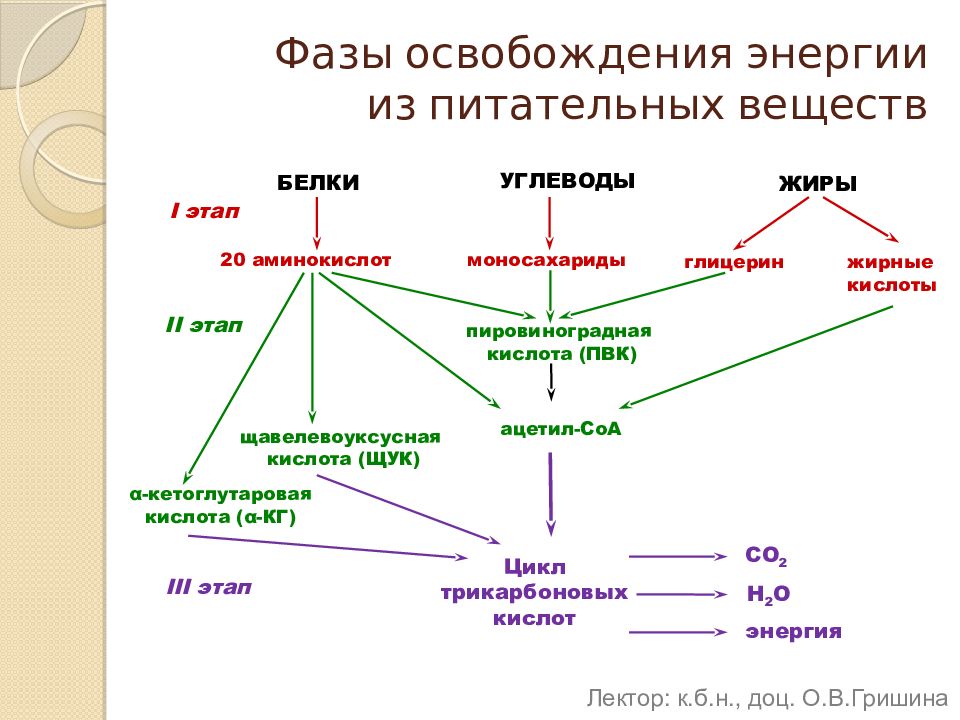 Катаболизм и энергетические процессы. Общая схема катаболизма питательных веществ в организме. Катаболизм жирных кислот схема. Этапы катаболизма, общая схема.. Первый этап катаболизма.