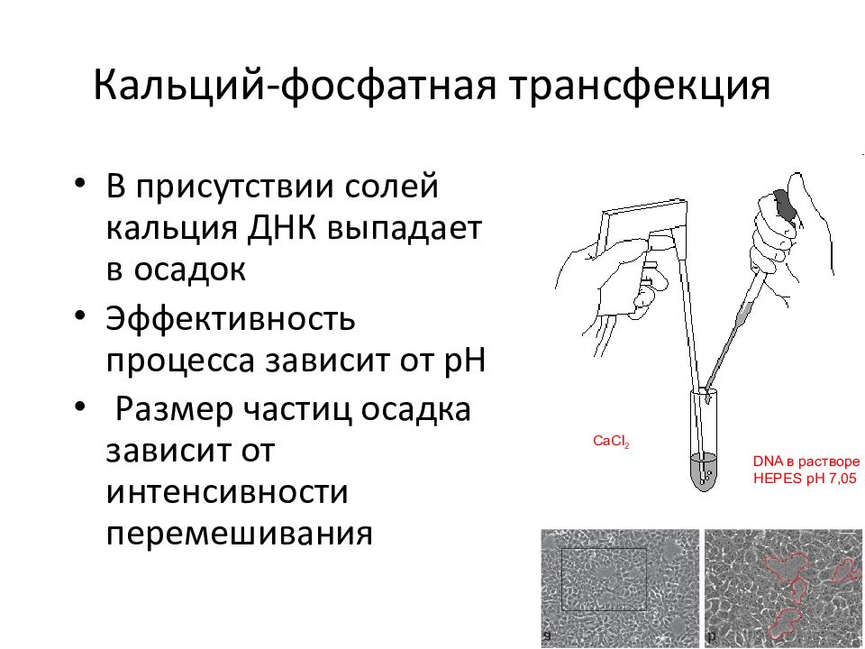 Трансфекция это