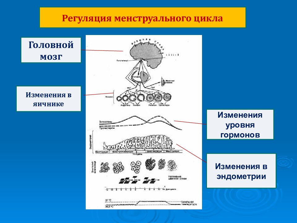 Регуляция цикла. Физиология и регуляция менструационного цикла. Регуляция менструального цикла все 5 уровней. Первый уровень регуляции менструационного цикла. Регуляция цикла гинекология.