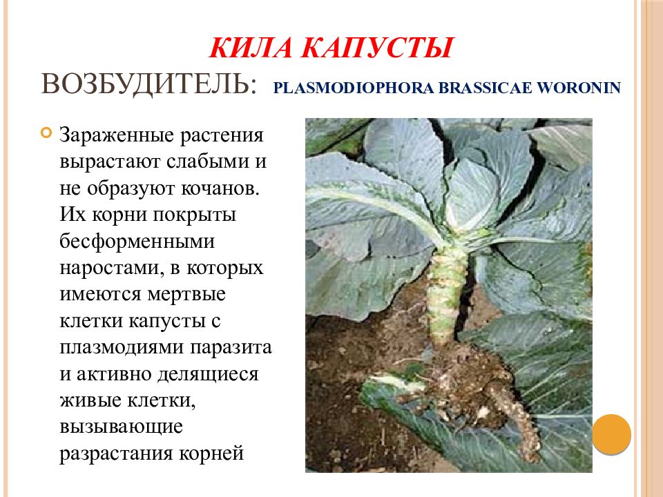 Болезни капусты - АГРОШКОЛА