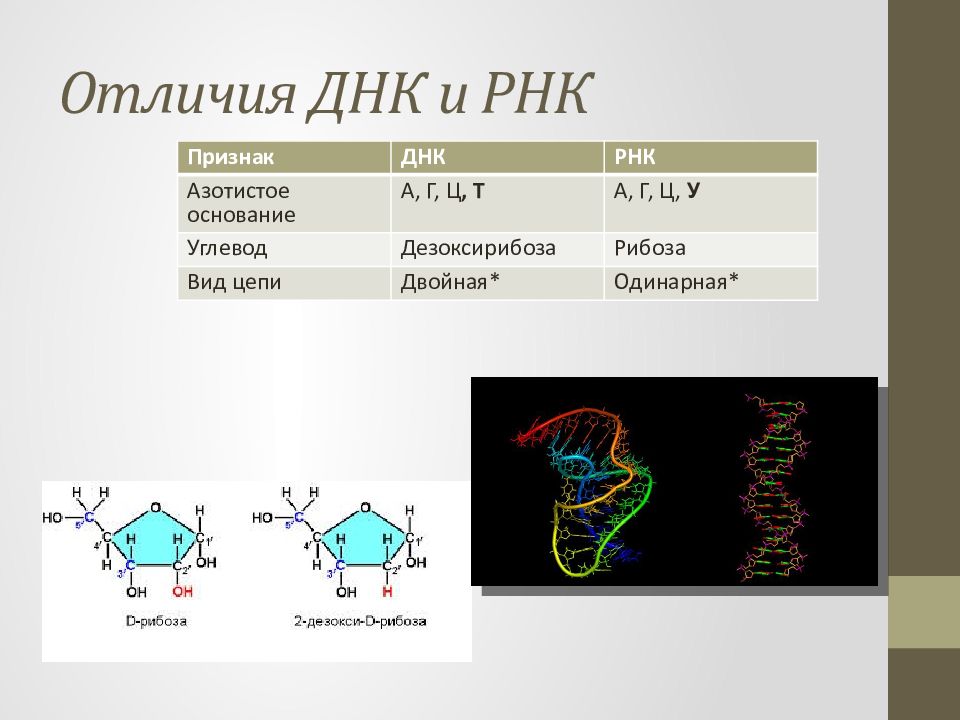 Рнк содержит тимин. Рибоза и дезоксирибоза в ДНК И РНК. ДНК И РНК отличия. Углевод ДНК И РНК. Признаки ДНК.