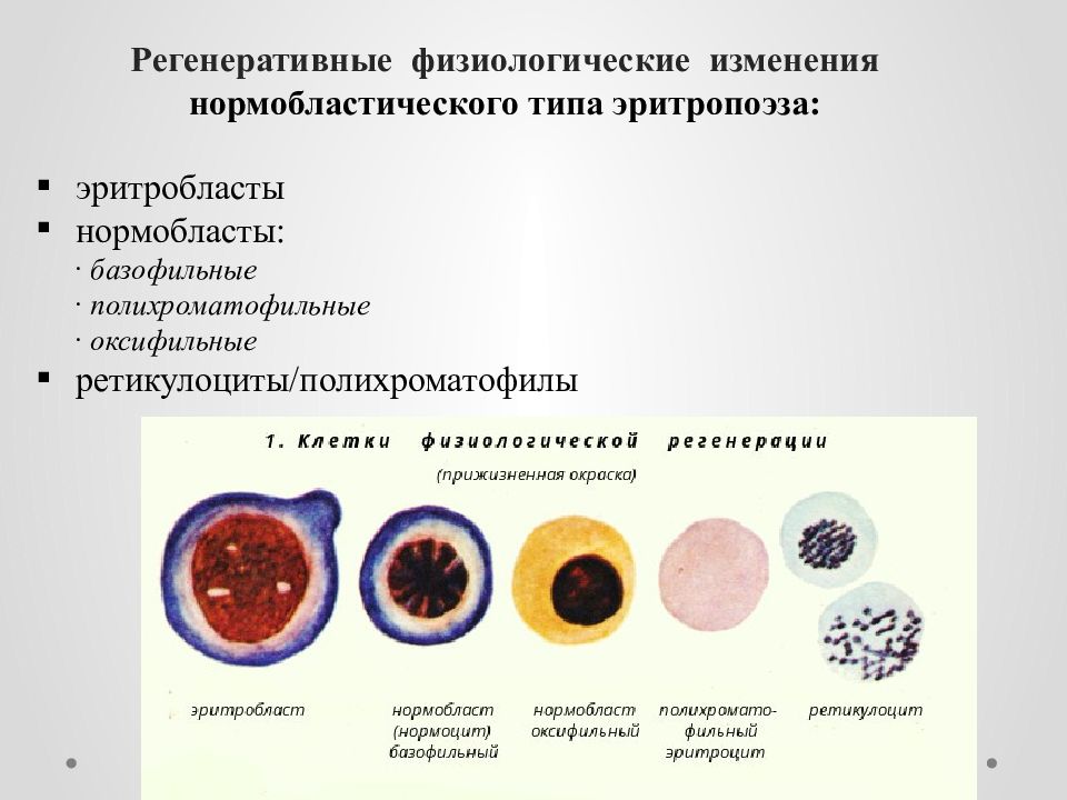 Эритробласт. Базофильный эритробласт. Проэритробласт (эритробласт). Полихроматофильные нормобласты. Базофильный нормобласт.