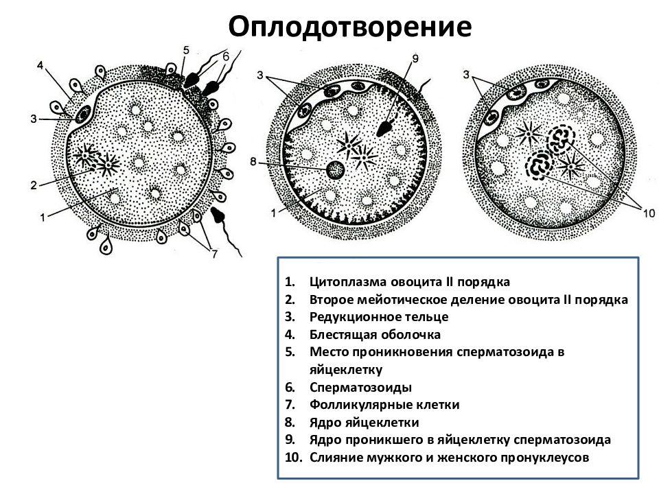 3 тип оплодотворения. Схема оплодотворения у человека гистология. Схема строения яйцеклетки. Строение яйцеклетки человека схема. Оплодотворение яйцеклетки гистология схема.