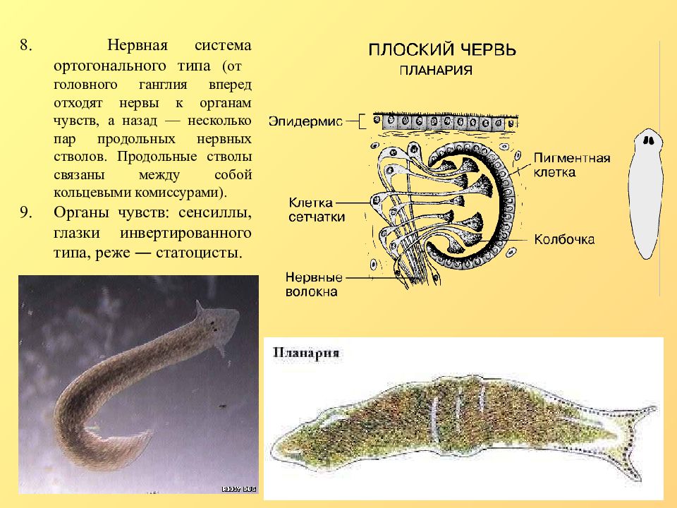 Органы чувств плоских червей. Плоские черви органы чувств. Статоцисты у плоских червей. Ортогон нервная система.