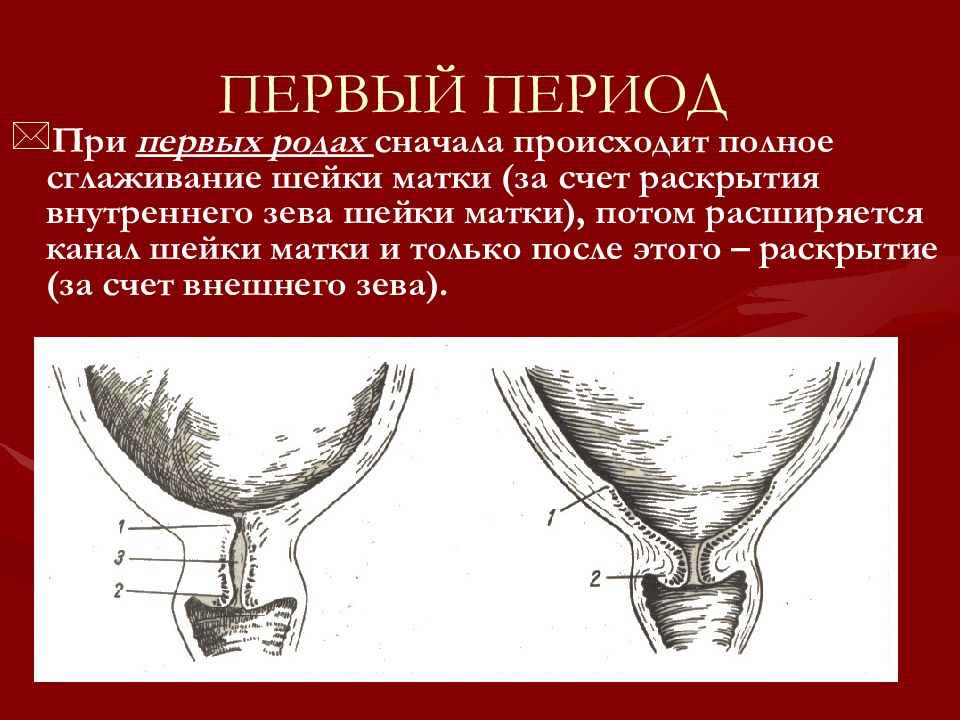 Схема шейки матки