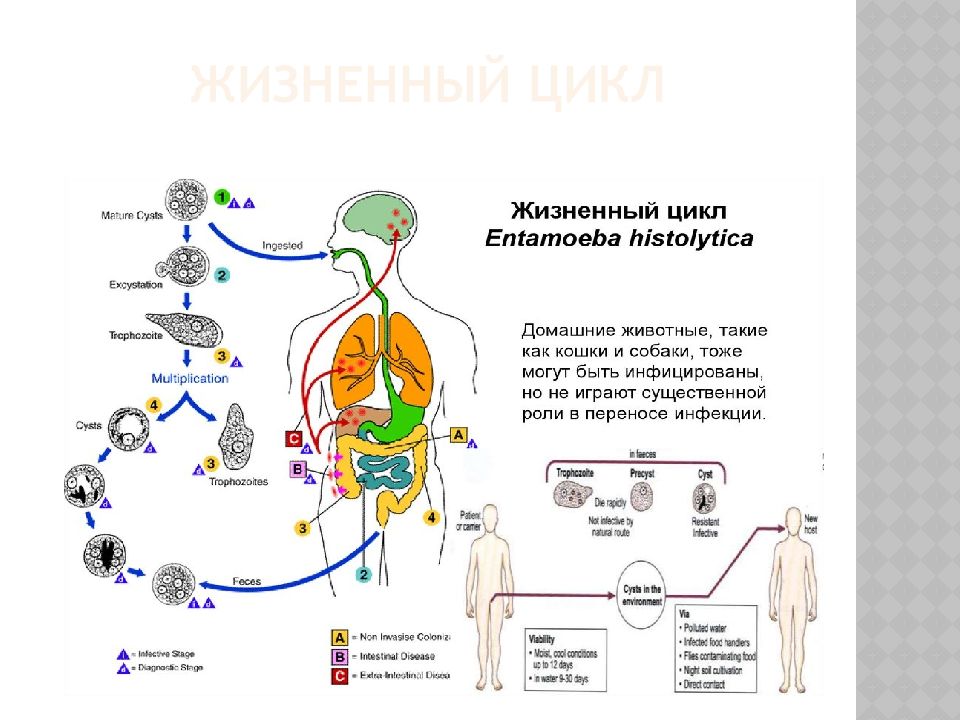 Жизненный цикл дизентерийной амебы схема