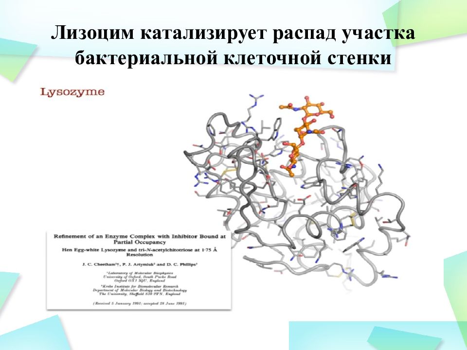 Лизоцим механизм действия. Клеточная стенка бактерий лизоцим. Муреин лизоцим. Методы исследования лизоцима. Метод исследования клеточной стенки.