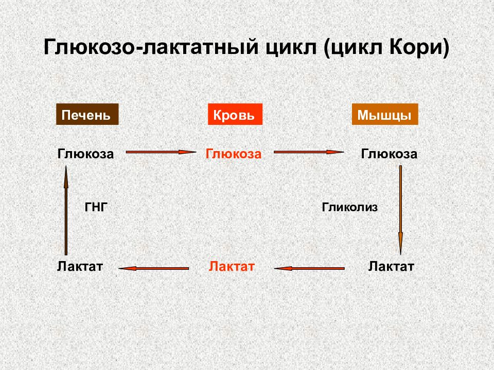 Цикл кори схема