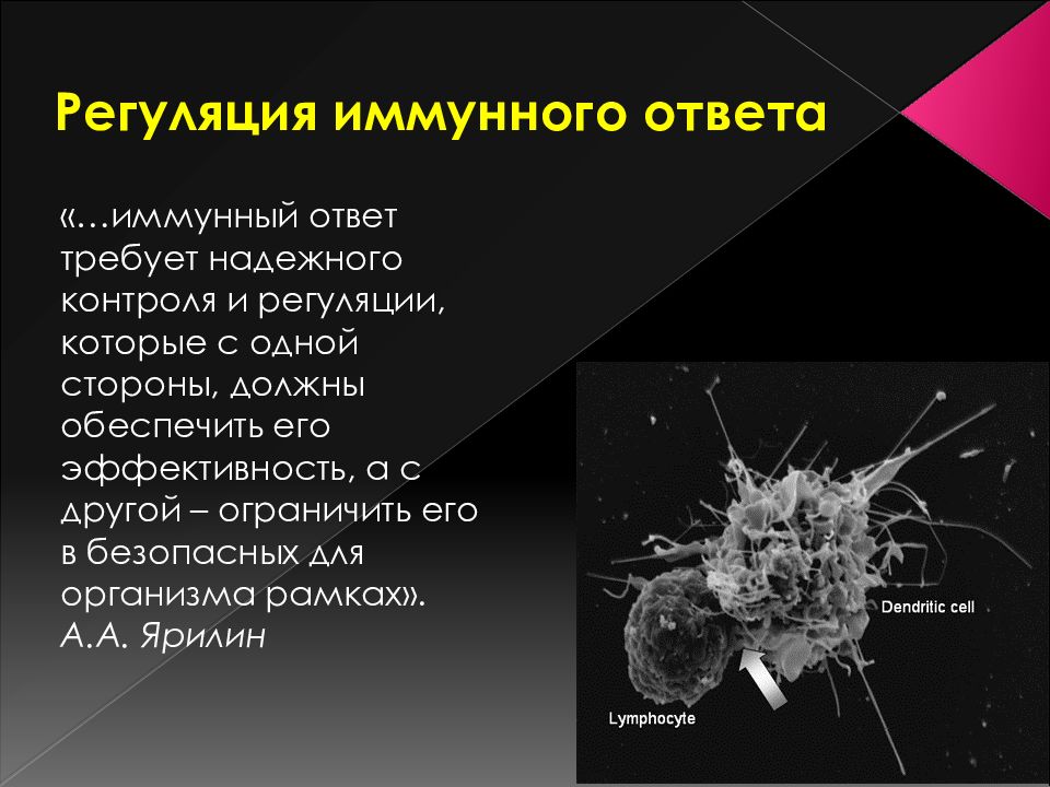 Регуляция иммунных процессов. Регуляция иммунного ответа. Регуляция иммунных реакций. Регуляция иммунной системы. Нейрогуморальная регуляция иммунного ответа.