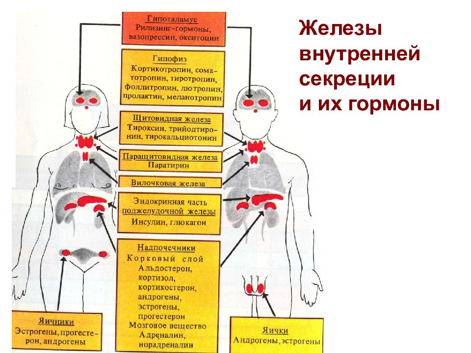 Презентация железы внутренней секреции и их функции 8 класс пасечник