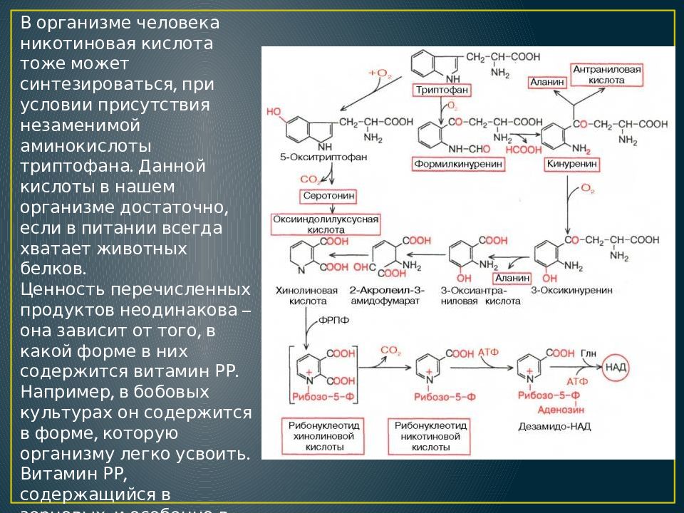 Синтезируются в организме. Никотиновая кислота синтезируется в организме. Синтез никотиновой кислоты в организме. Витамин рр синтезируется в организме. В организме человека синтезируются витамины.