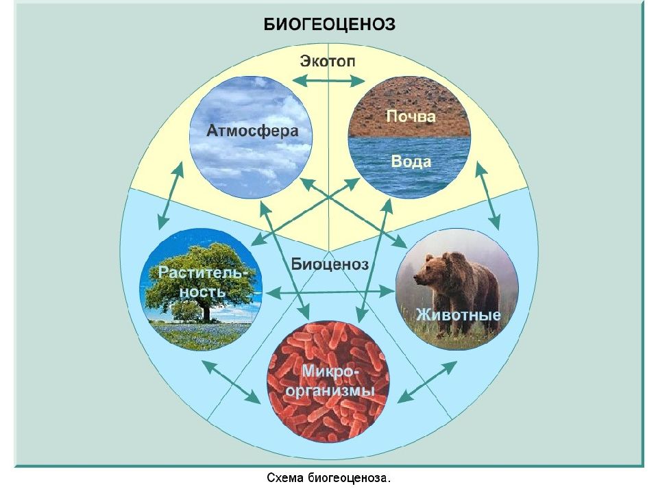 Система живых организмов на земле схема