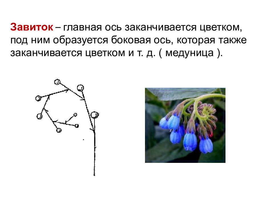 Какие растения имеют. Строение соцветия завиток. Характеристика соцветия завиток. Тип соцветия завиток характерные признаки. Характерные признаки соцветия завиток.