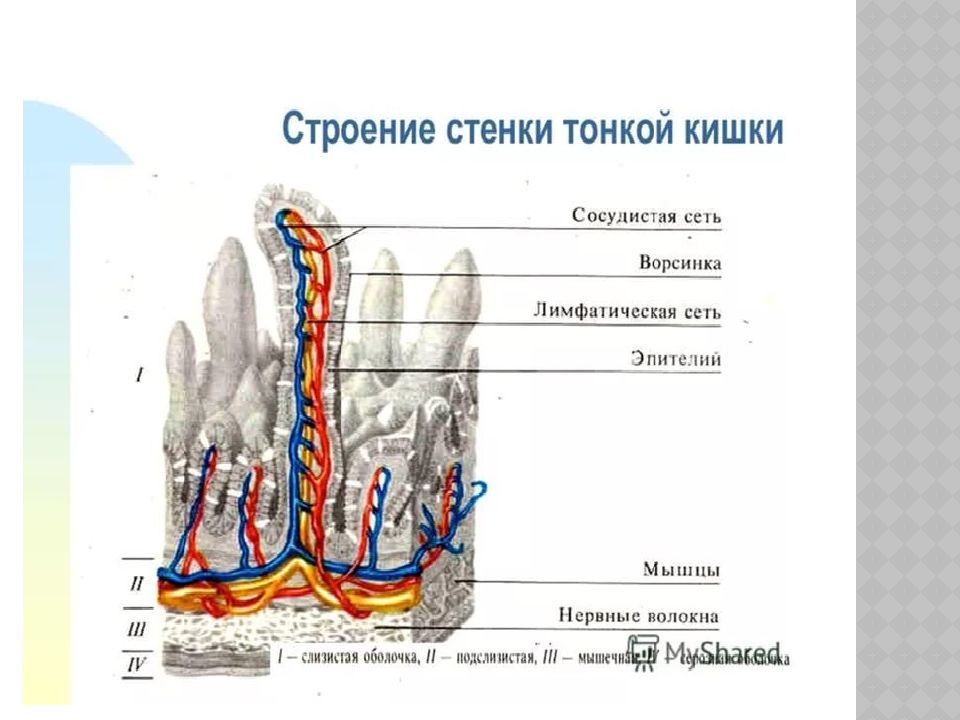 Пищеварение на поверхности оболочки тонкой кишки называется. Строение стенки кишки анатомия. Форма и строение тонкой кишки. Стенка тонкой кишки рисунок. Стенки кишки и ворсинки,.