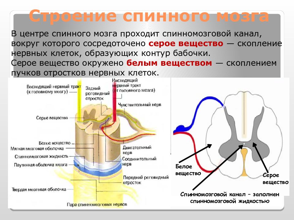 Строение спинного мозга. Серое вещество спинного мозга тест. Передняя спайка спинного мозга анатомия. Задние рога серого вещества спинного мозга. Серое вещество спинного мозга тест.