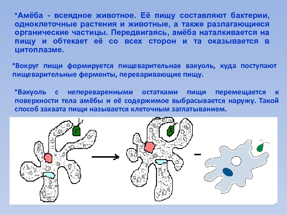 Амеба какая. Состав амебы обыкновенной. Питание амебы Протей. Движение амебы Протей. Питание амебы обыкновенной.