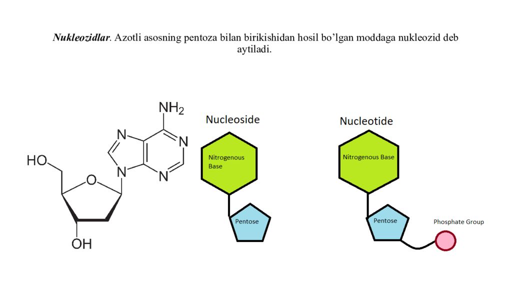 DNK ning tuzilishi va DNK replikatsiyasi Nukleozidlar. Azotli asosning pentoza bilan birikishidan hosil bo’lgan moddaga nukleozid deb aytiladi.