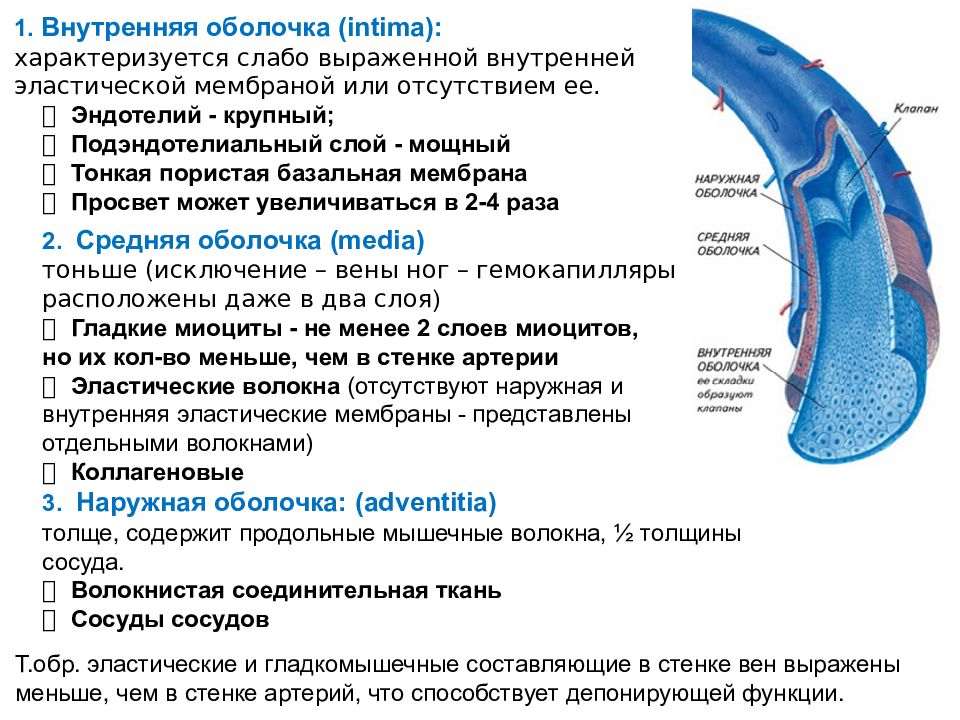 Вены характеризуются. Строение вены анатомия. Строение клапанного аппарата вен. Строение стенок вен анатомия. Особенности строения стенки вены.