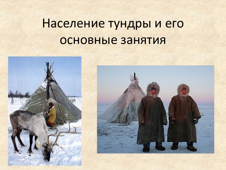 Население тундры и его основные занятия