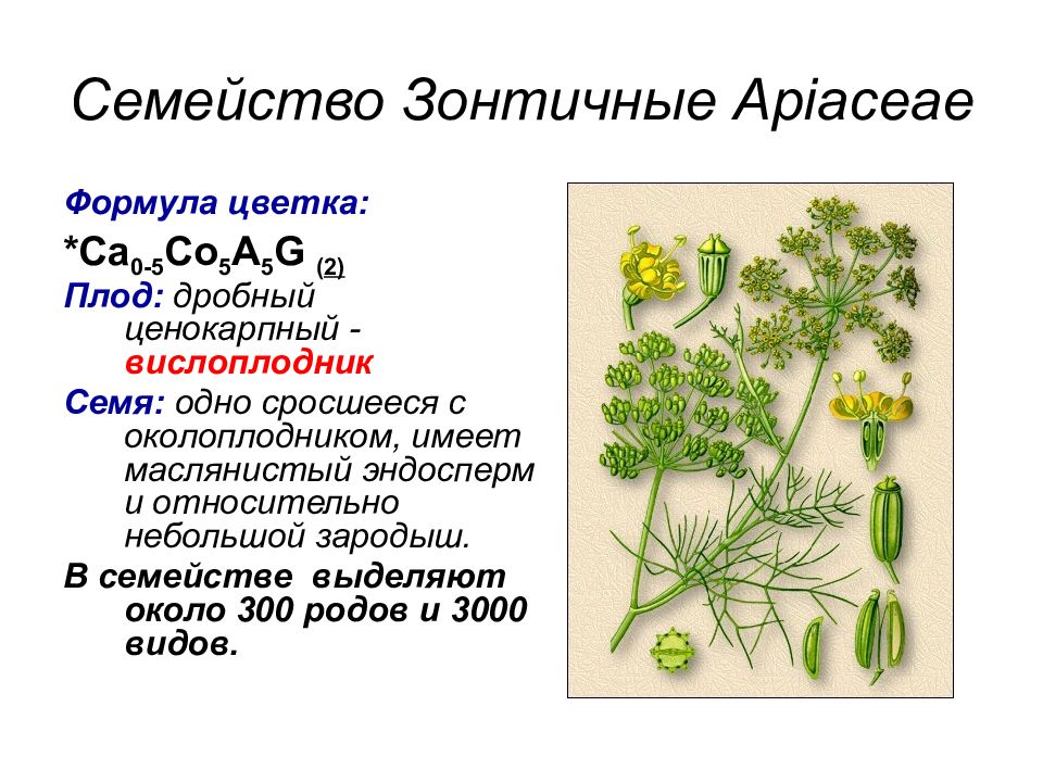 Диаграмма семейства зонтичные